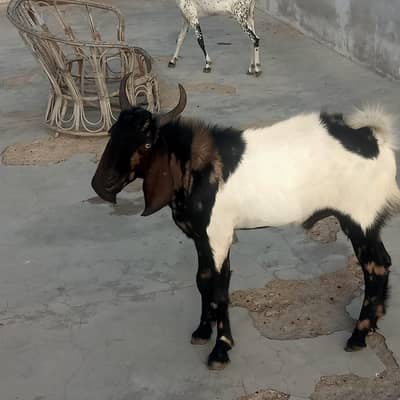 goat male