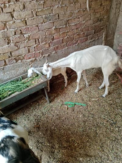 goats for sell
