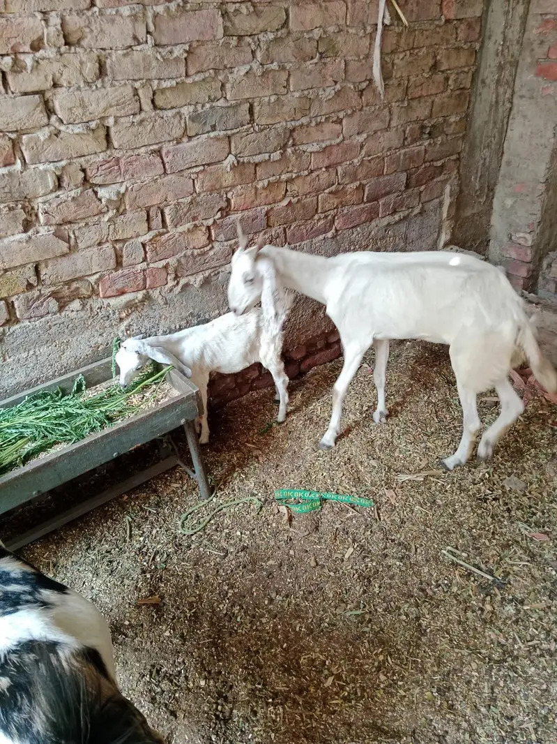 goats for sell — photo 2