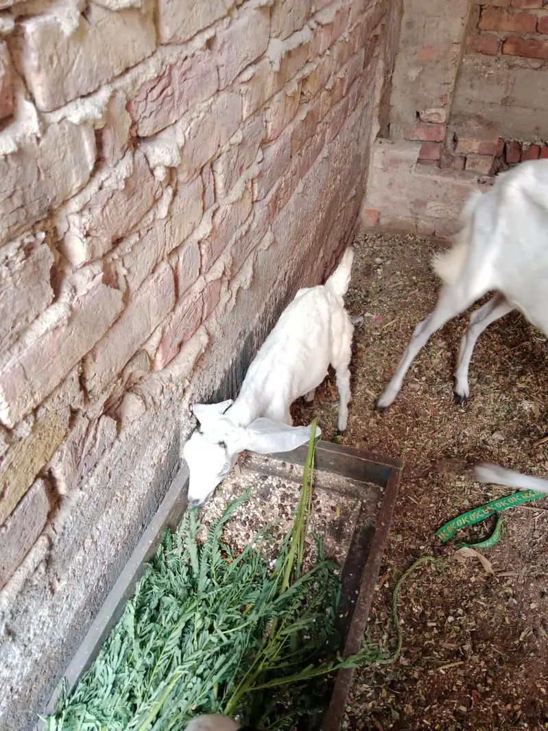 goats for sell — photo 3