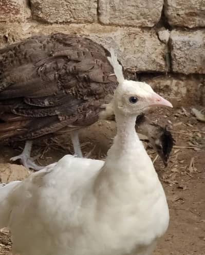 MOOR CHIKS PAIR