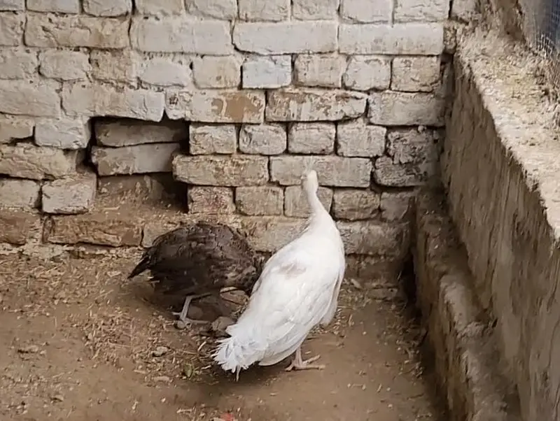 MOOR CHIKS PAIR — photo 2