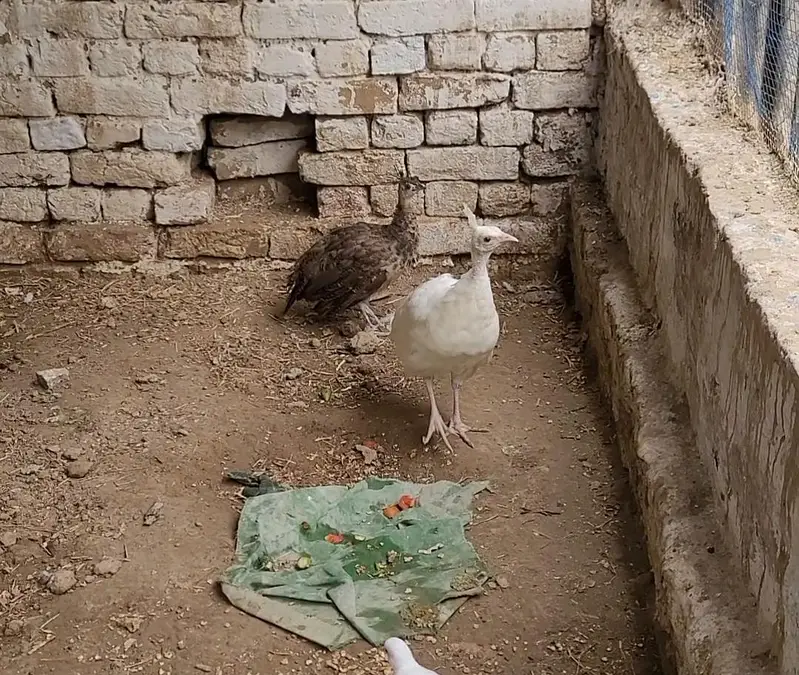 MOOR CHIKS PAIR — photo 3