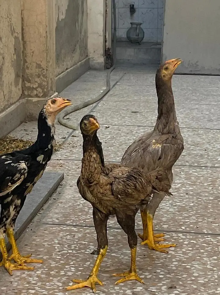 Paior Aseel Home breed 2 female 1 male Lahore number 03487530401 — photo 2