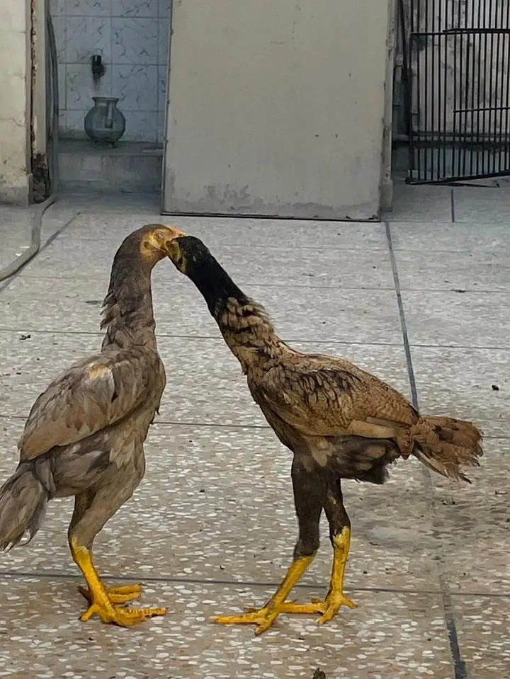Paior Aseel Home breed 2 female 1 male Lahore number 03487530401 — photo 3