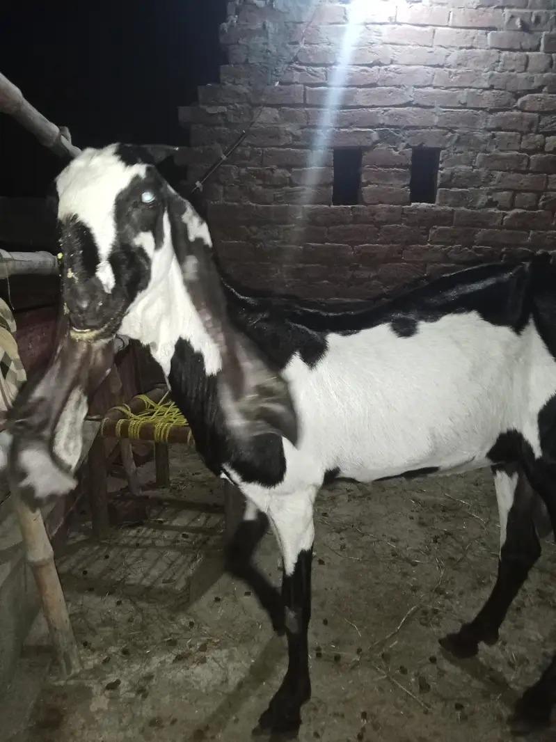 beetal bakri asal — photo 2
