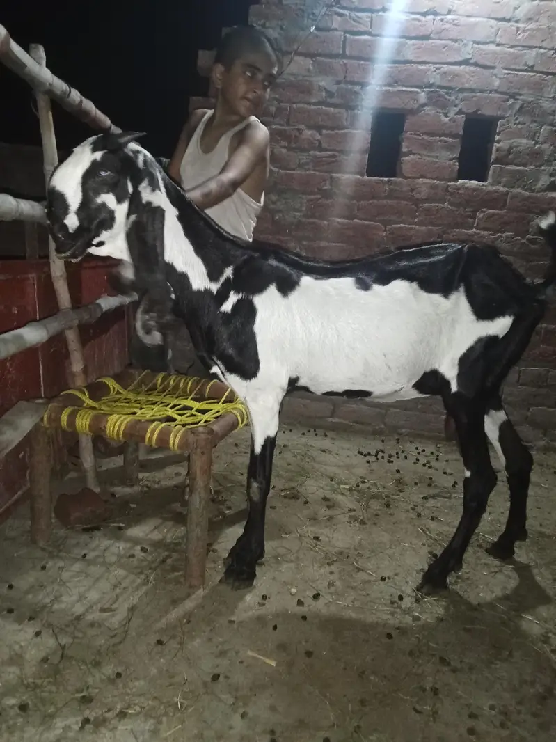 beetal bakri asal — photo 3