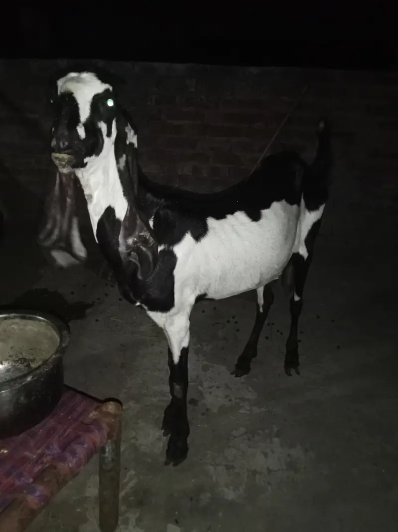 beetal bakri asal — photo 4