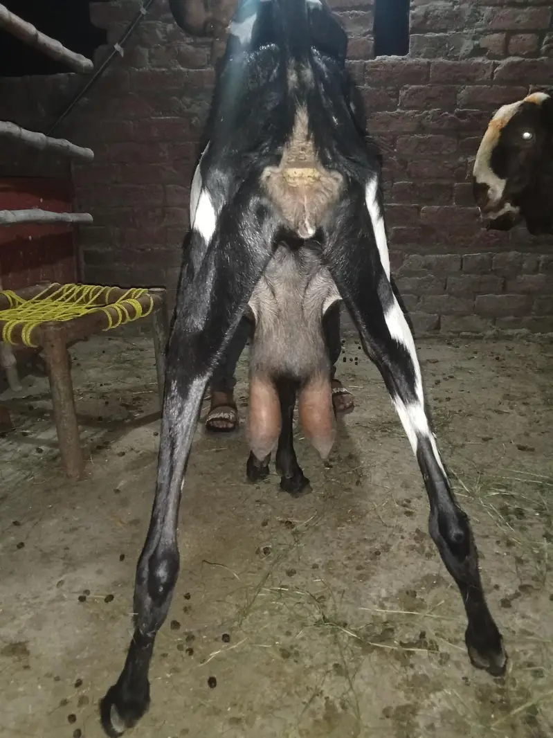 beetal bakri asal — photo 5