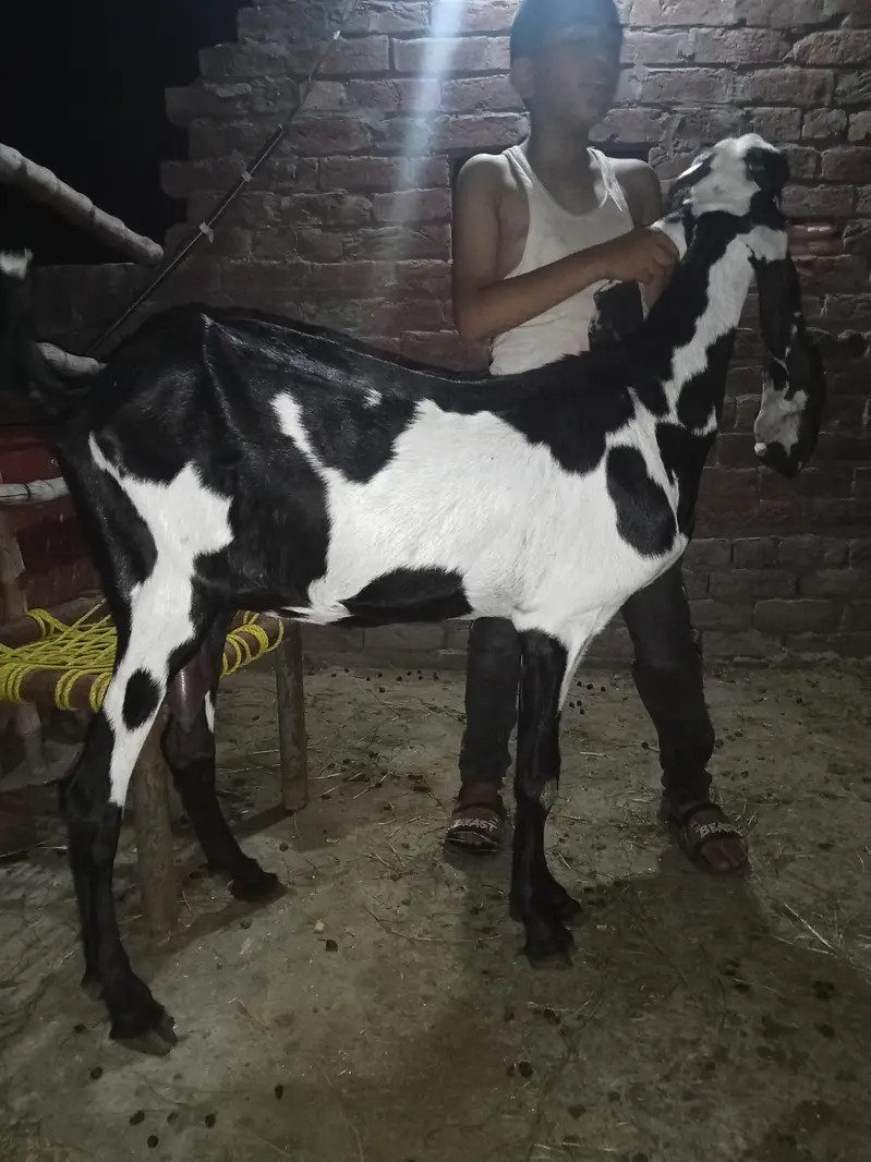 beetal bakri asal — photo 6