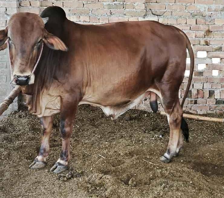 ساہیوال نسل بیل  براۓ فروخت جھوک بلوچ 287 ٹی ڈی اے لیہ 0