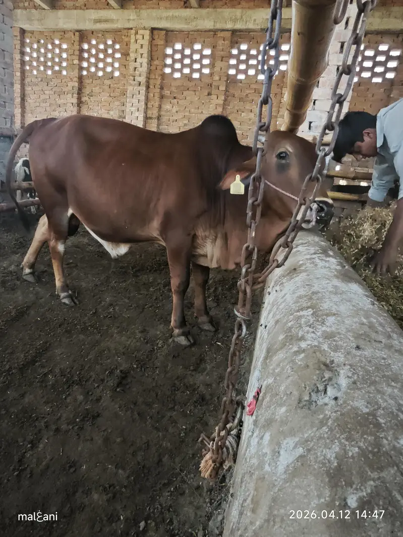 ساہیوال نسل بیل  براۓ فروخت جھوک بلوچ 287 ٹی ڈی اے لیہ — photo 3