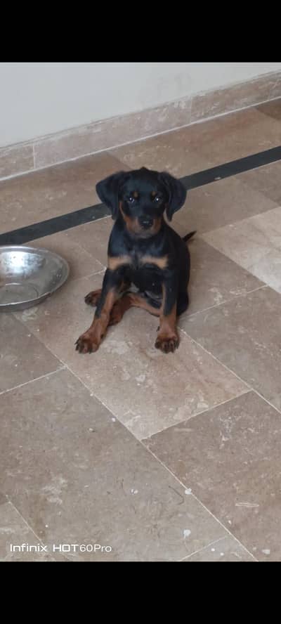 rottweiler female puppy available