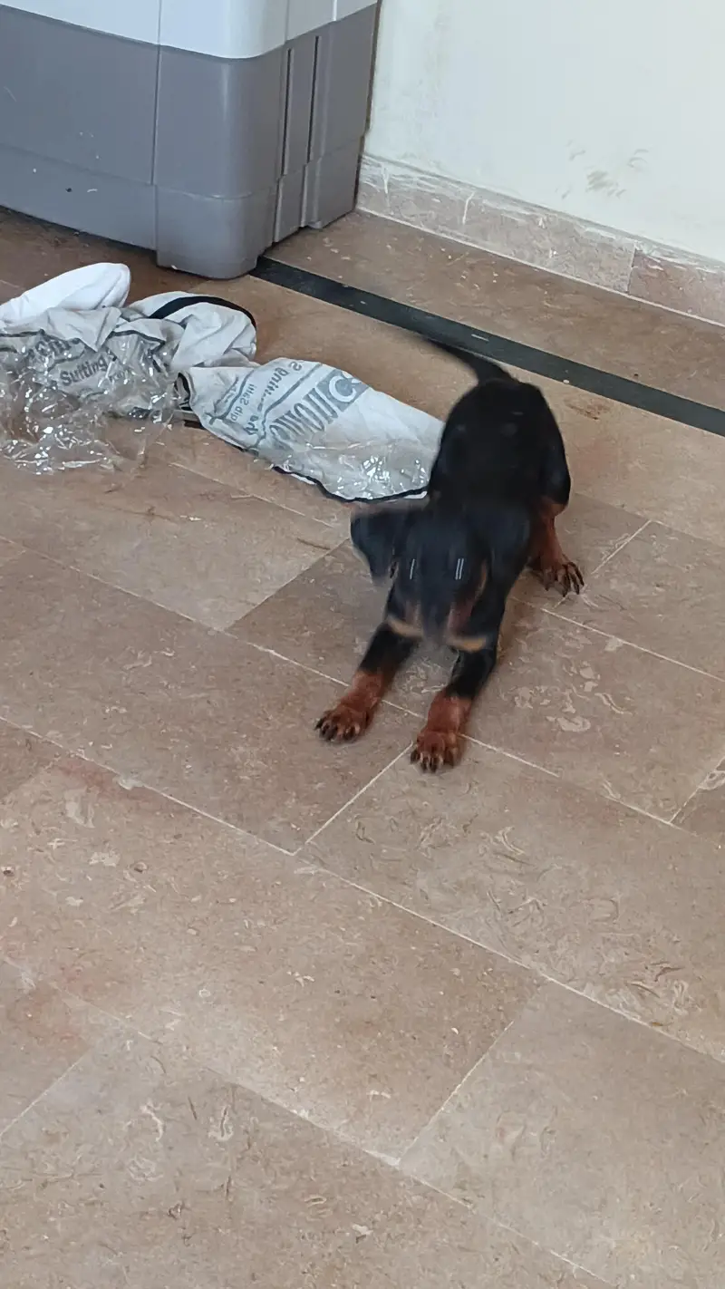 rottweiler female puppy available — photo 3
