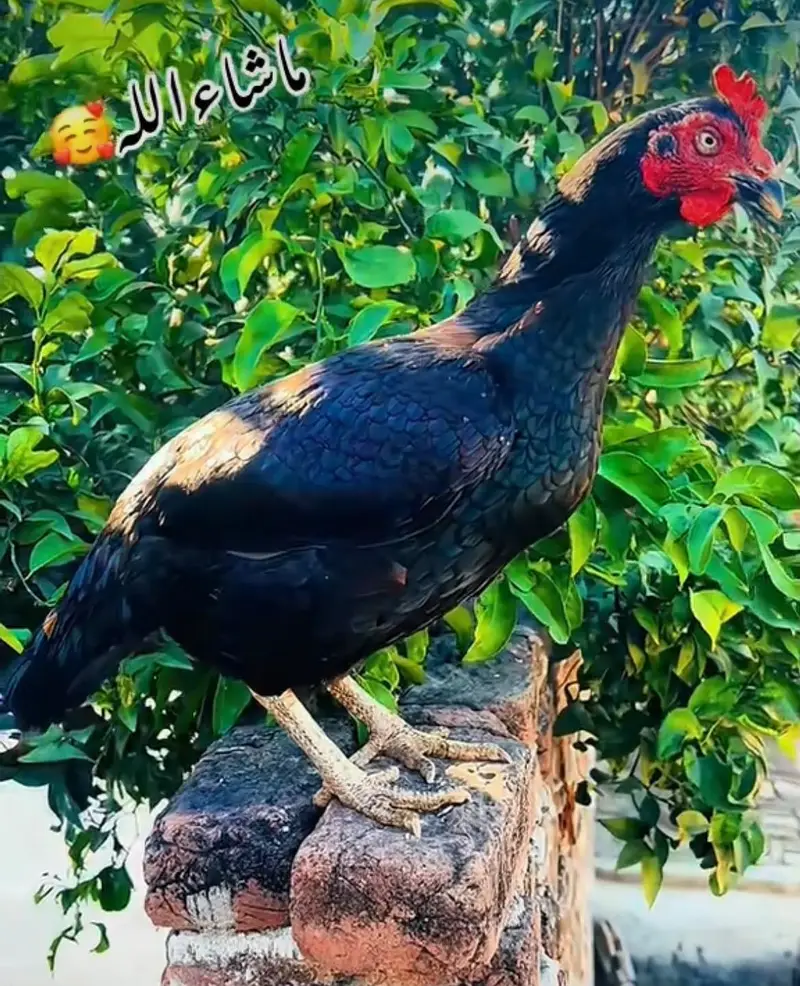 Bengum aseel — photo 3