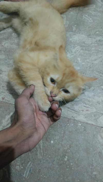 persian cat