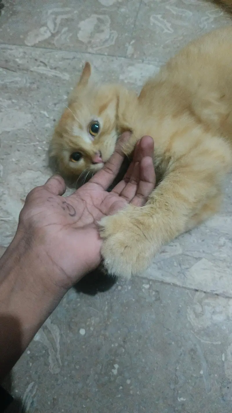 persian cat — photo 2