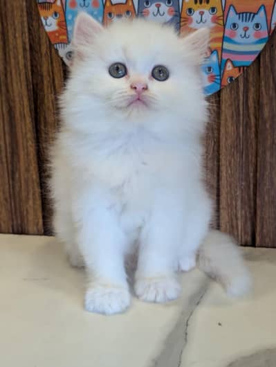 White Persian Kittens/Triple coated/blue eyes/Cats/Male/Female²
