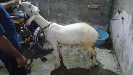 Talagang dumba 34 height