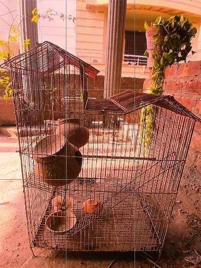 Bird Cage for Sale