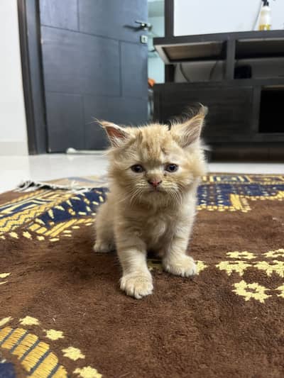 Brown persian cat male