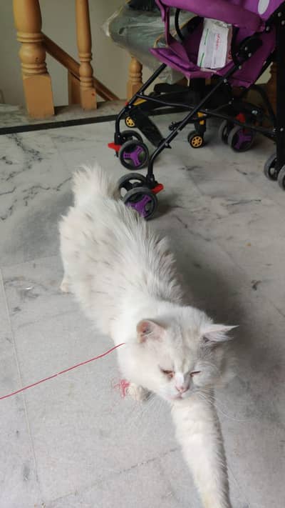 white Persian cats with all stuff