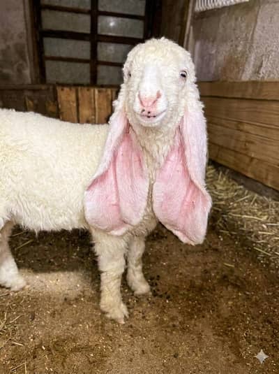 dumba sheep bakra goat mundra kajla larkana abluck gulabi baby sheep