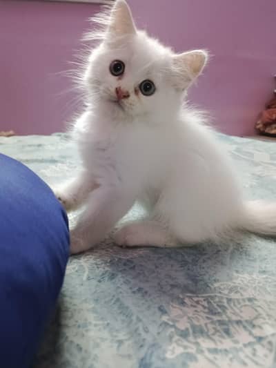 White Persian kitten