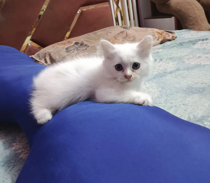 White Persian kitten — photo 2