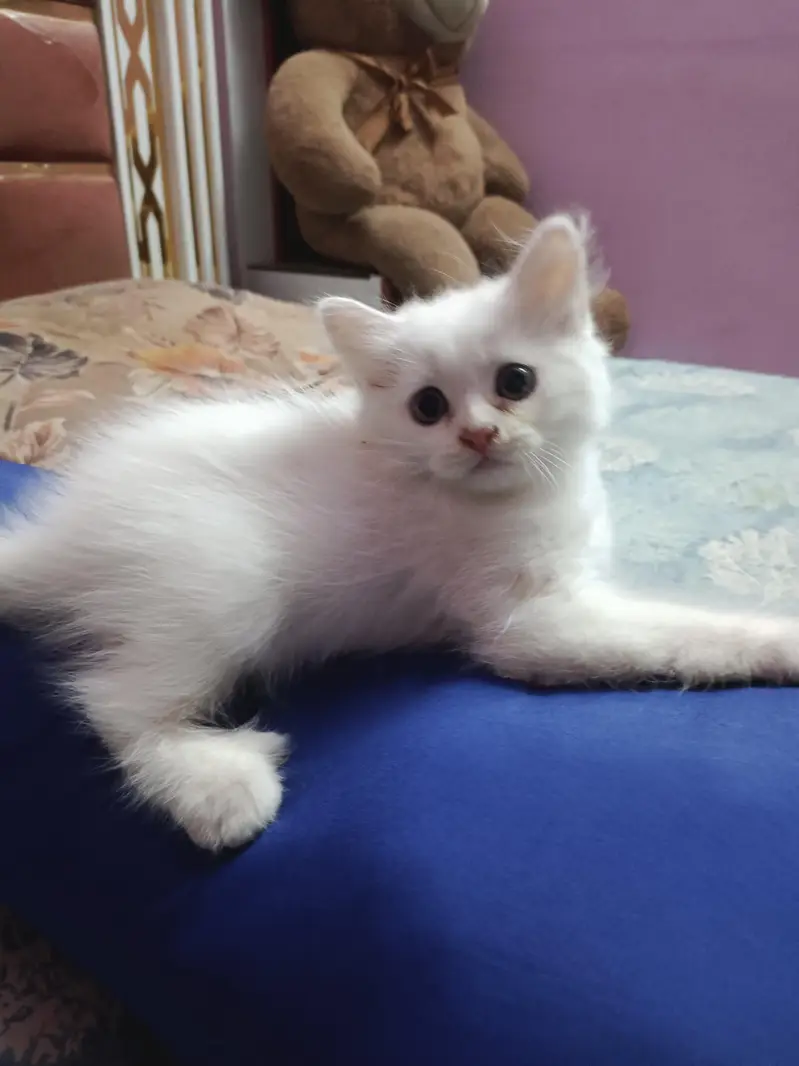 White Persian kitten — photo 3