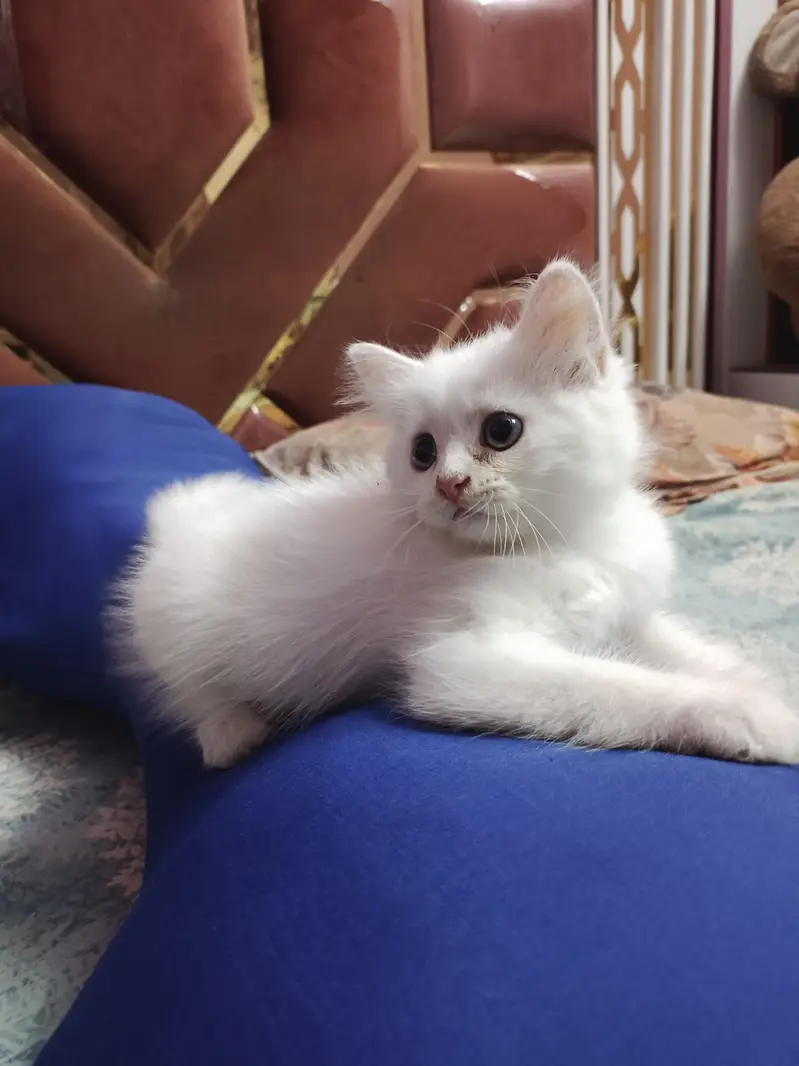 White Persian kitten — photo 4