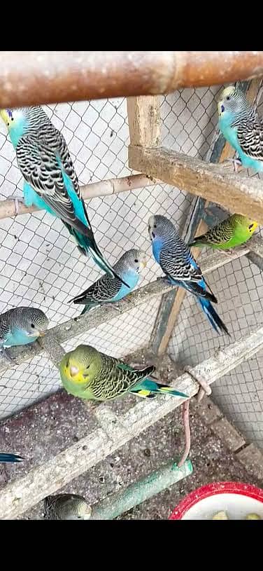 Australian Parrots colony For Sale with Cage
