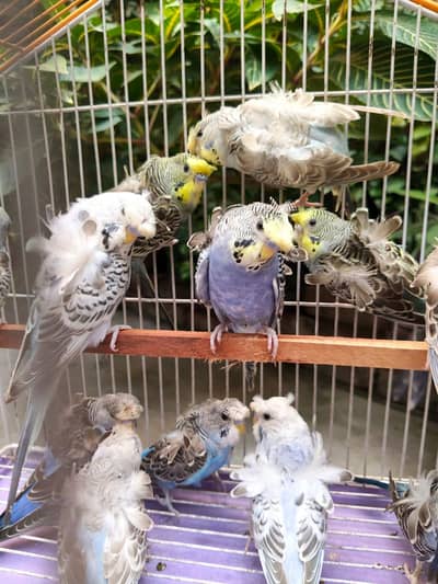 hogoromo budgies + blackface budgies + cages