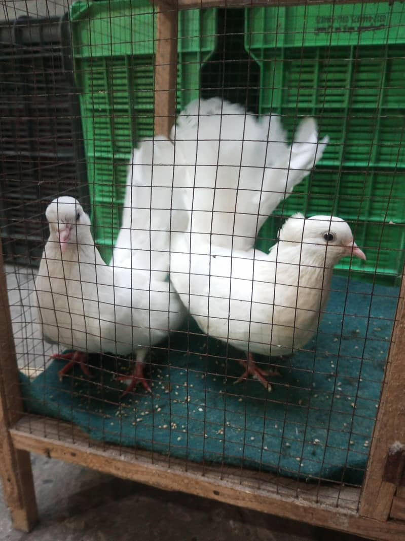 pigeons 0