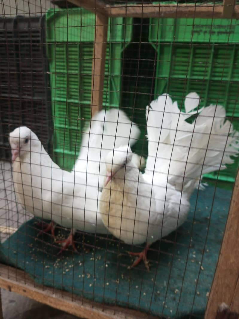pigeons 1