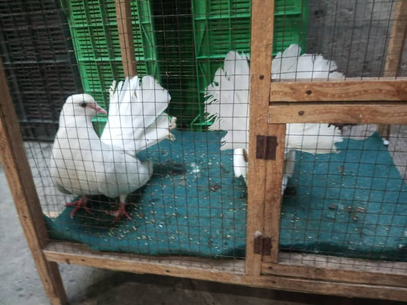 pigeons 2