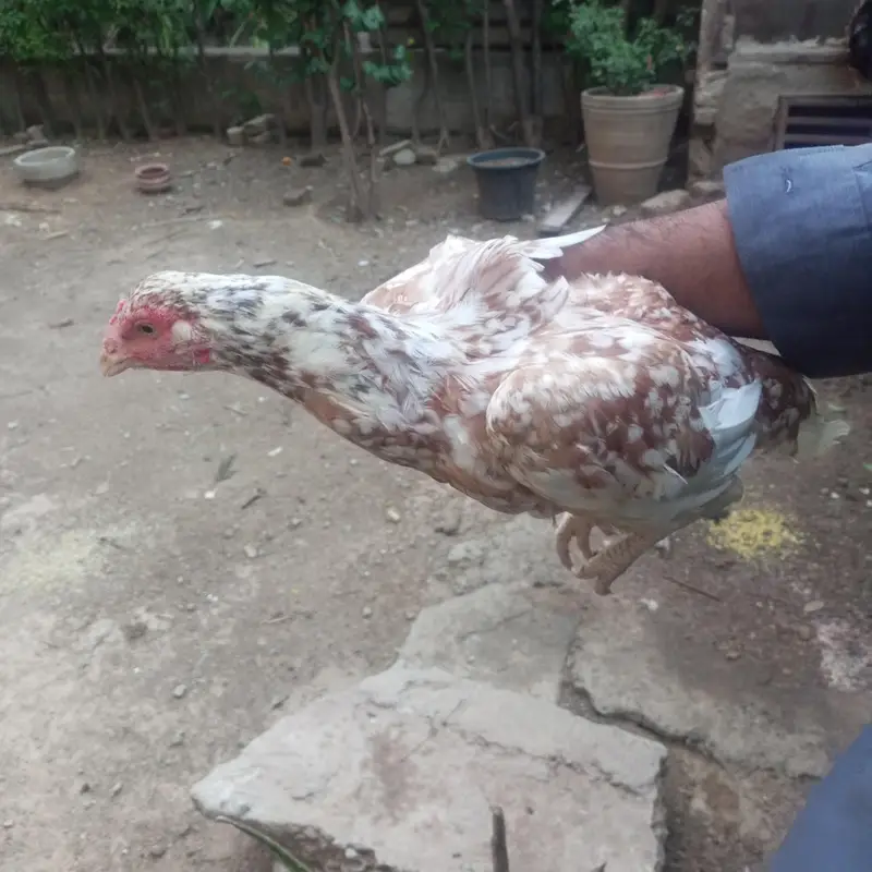 Aseel Hens