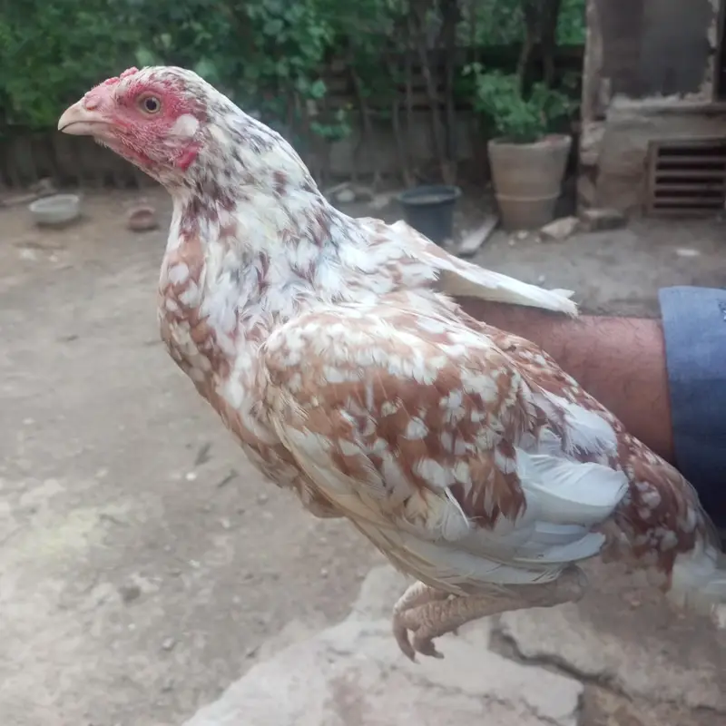 Aseel Hens — photo 2