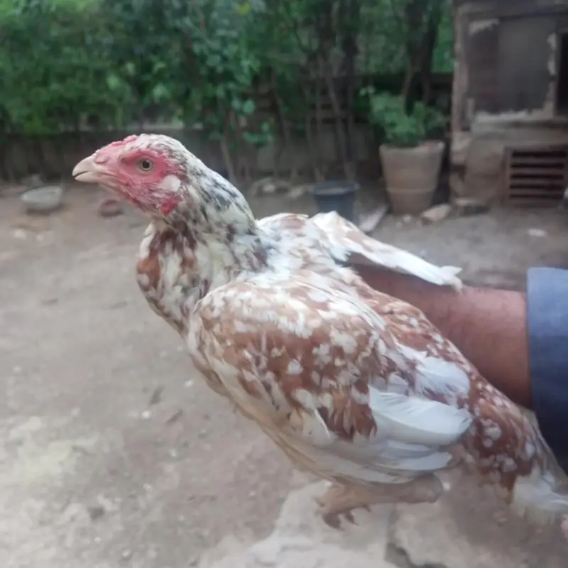 Aseel Hens — photo 3