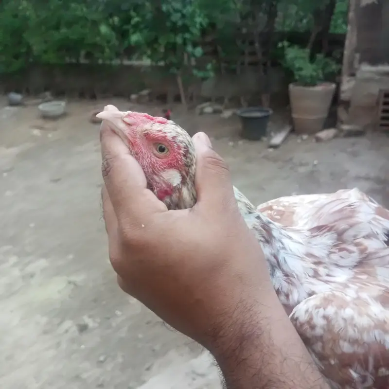 Aseel Hens — photo 4