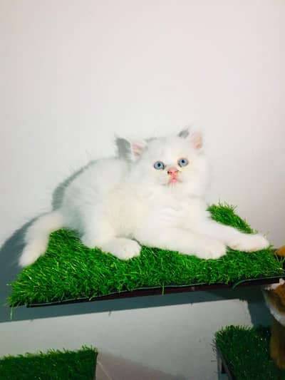White Persian Kittens/Triple coated/blue eyes/Cats/Male/Female