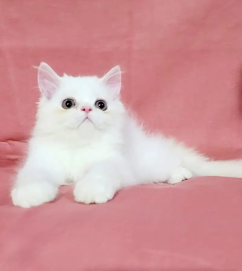 White Persian Kittens/Triple coated/blue eyes/Cats/Male/Female — photo 3