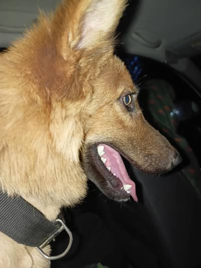 6 months Gsd for sale