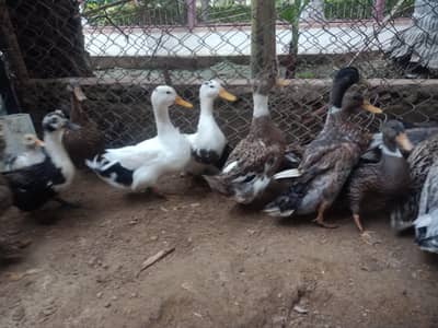 Duck dessi