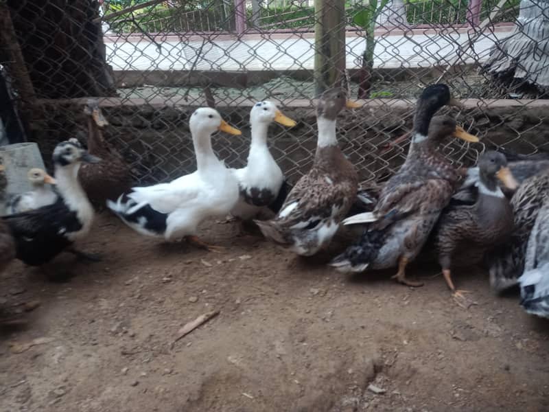 Duck dessi 0