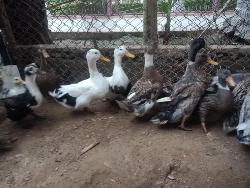 Duck dessi