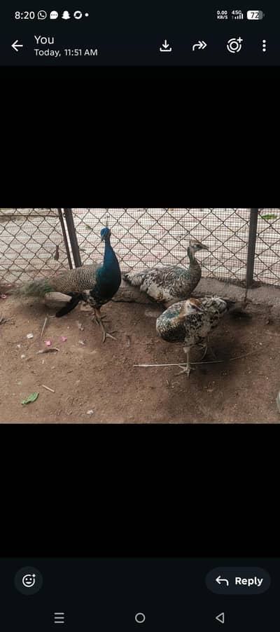 Purple neck peacock