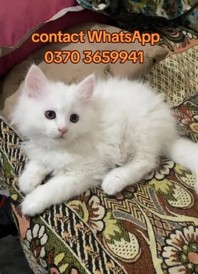 Persian cat for sale vaccinated