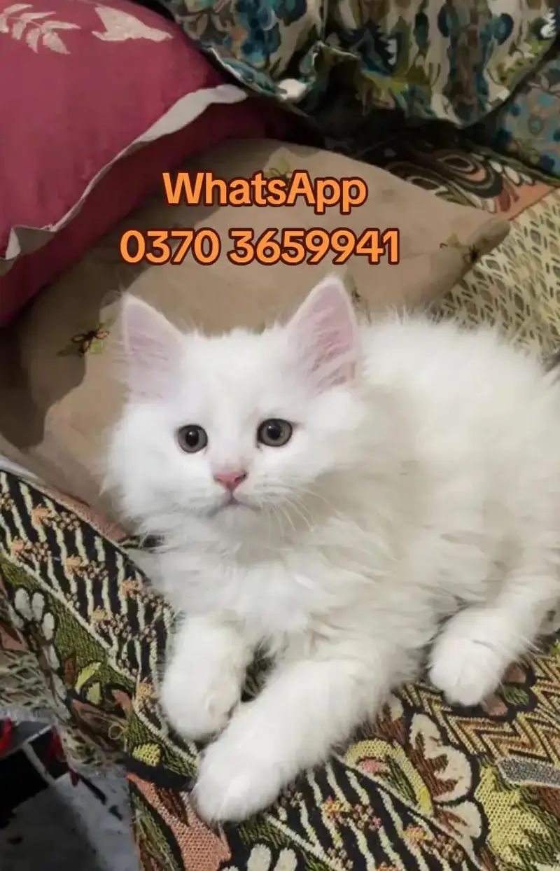 Persian cat for sale vaccinated — photo 2