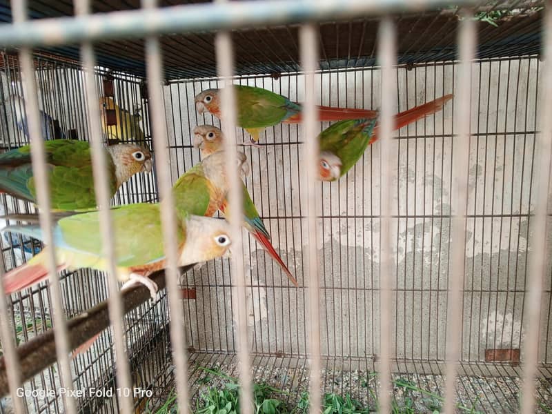 Pineapple conure 0